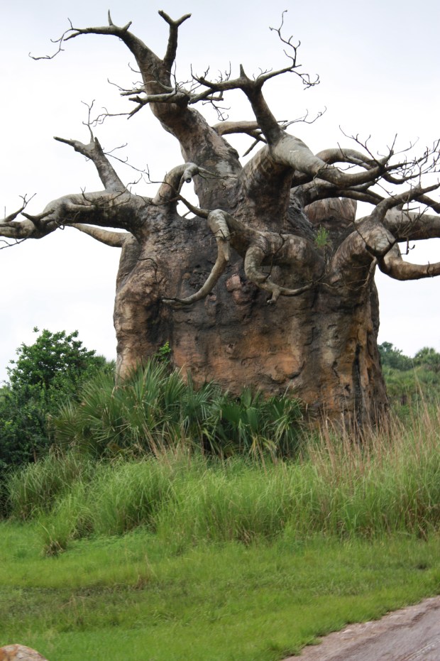 Baobab Tree